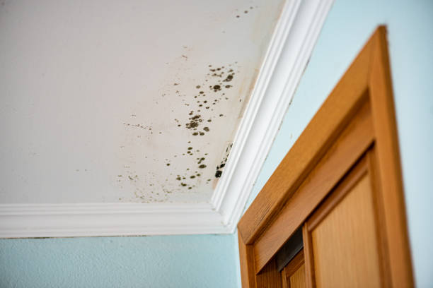 Best Attic Mold Remediation in Cheney, KS