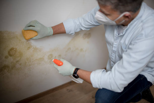 Best Basement Mold Remediation in Cheney, KS