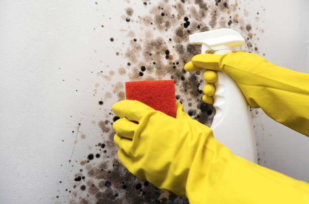 Best Basement Mold Remediation in Cheney, KS