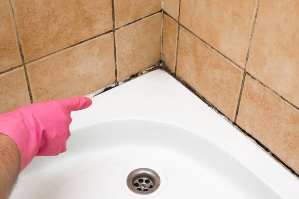 Best Commercial Mold Remediation in Cheney, KS