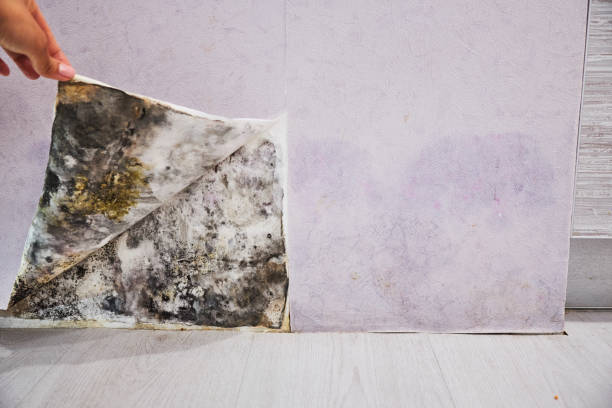 Cheney, KS Mold Remediation Company